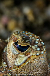 [:b:]Flounder's eye.[:/b:] by Francesco Pacienza 